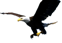 icon_bald_eagle.gif (5210 bytes)